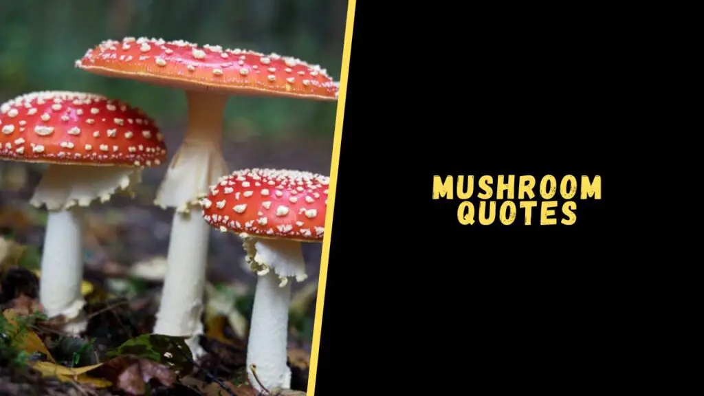 mushroom quotes