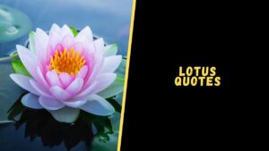lotus quotes
