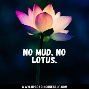 lotus sayings