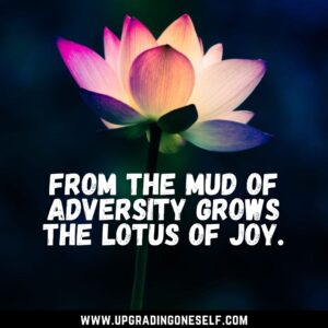 quotes about lotus