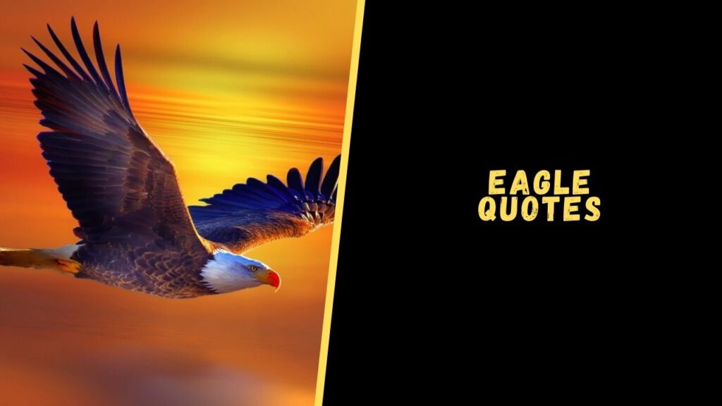 Eagle quotes