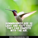 Top 15 Delightful Quotes About Hummingbird To Blow Your Mind