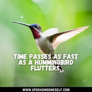 quotes about Hummingbird