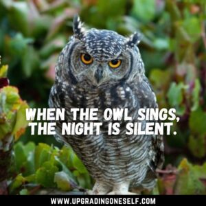 owls quotes