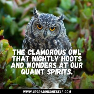 owl sayings