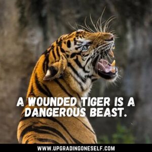 Tiger sayings