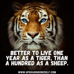 quotes about Tiger
