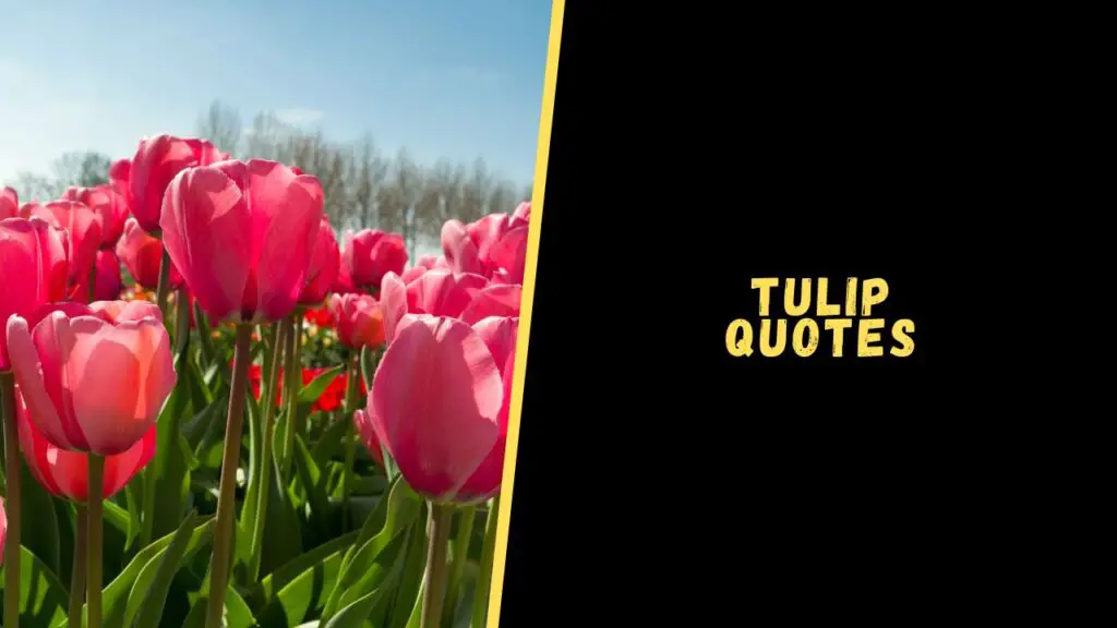 tulip quotes