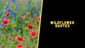 Wildflower quotes