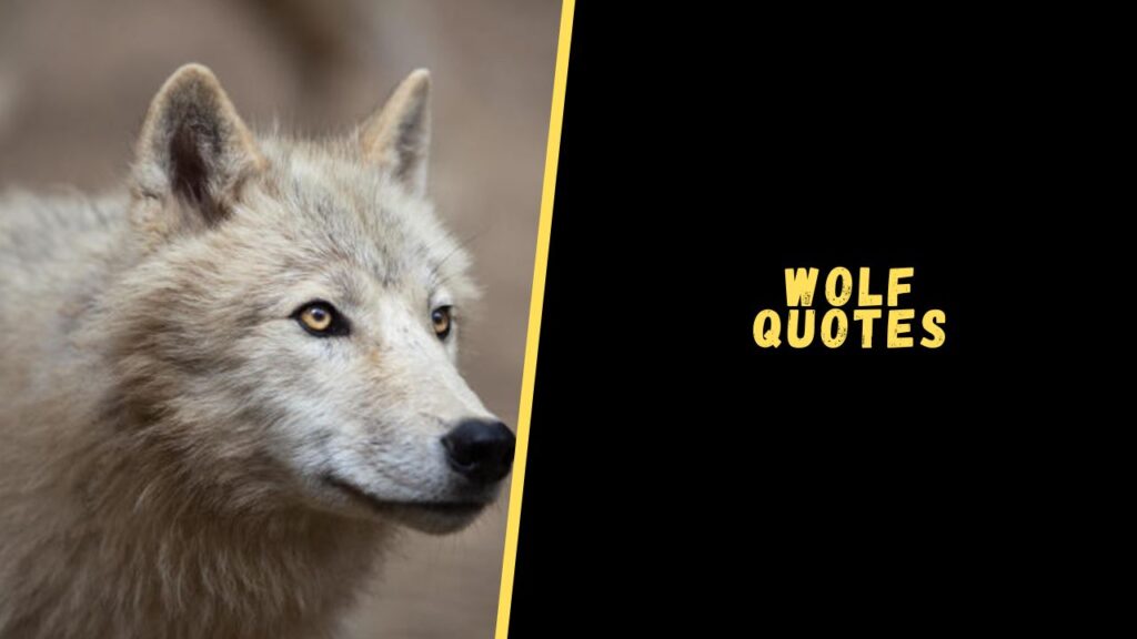 wolf quotes