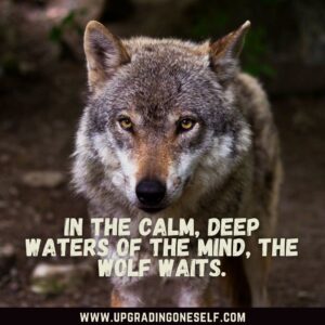 wolf sayings 