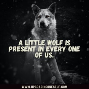 motivational wolf quotes