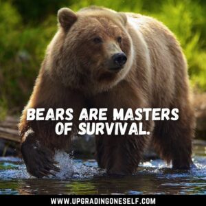 bear sayings