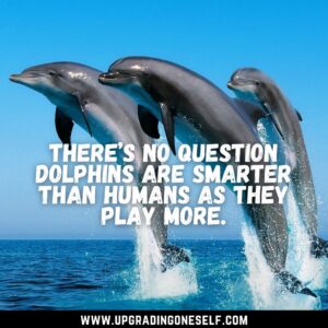quotes about dolphin