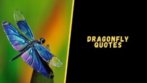 dragonfly quotes