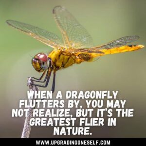 quotes about dragonfly