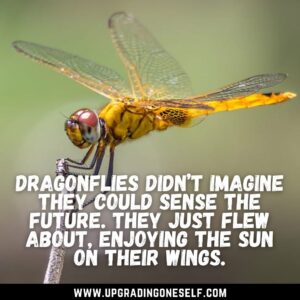 dragonflies quotes
