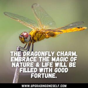 dragonfly captions
