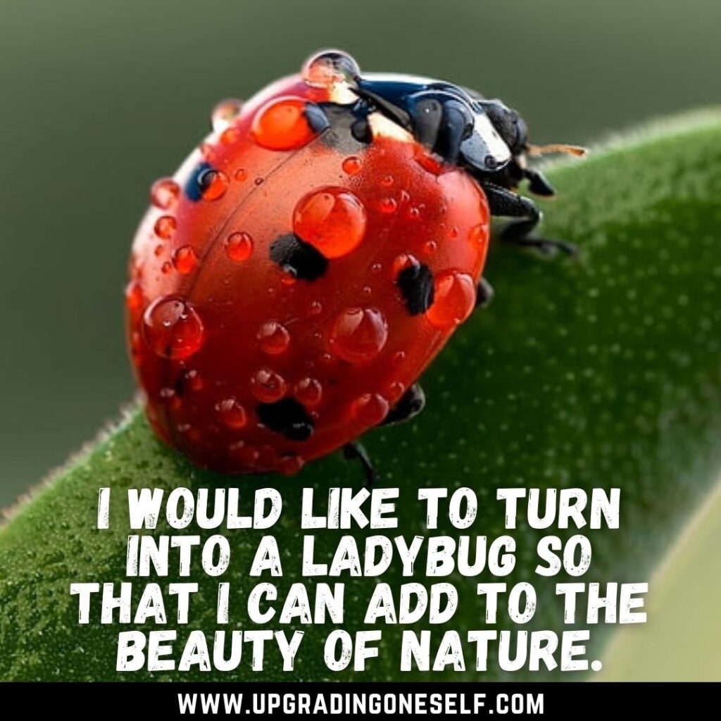 Top 10 Beautiful Quotes About Ladybug To Cheer You