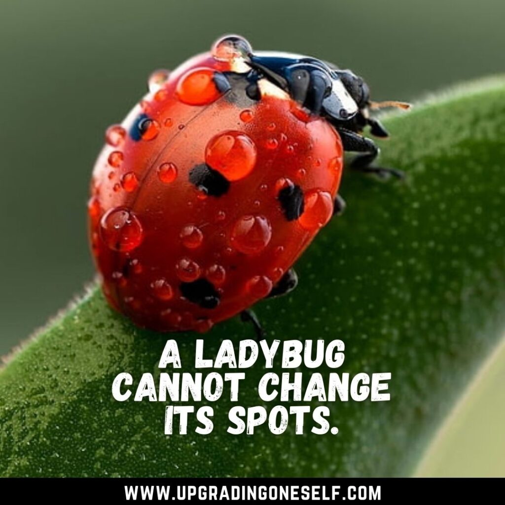 Top 10 Beautiful Quotes About Ladybug To Cheer You