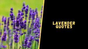 lavender quotes