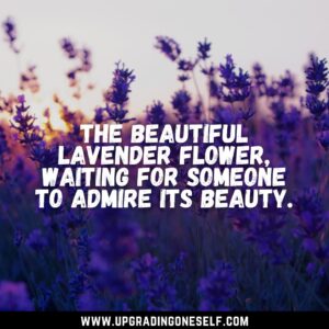 lavender sayings