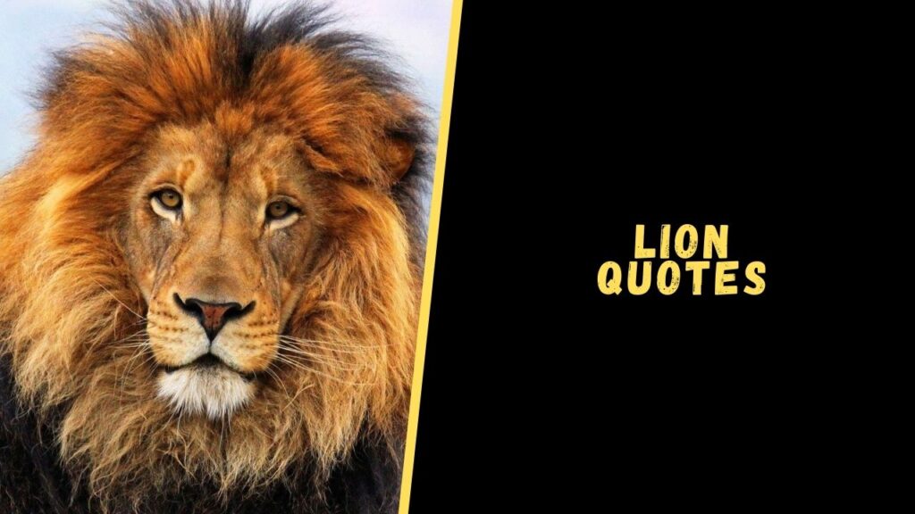 lion quotes