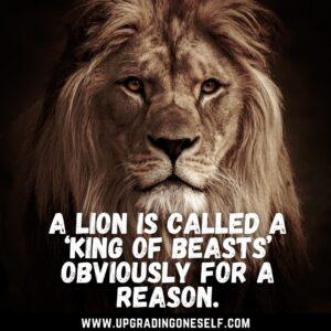 attitude powerful lion quotes 