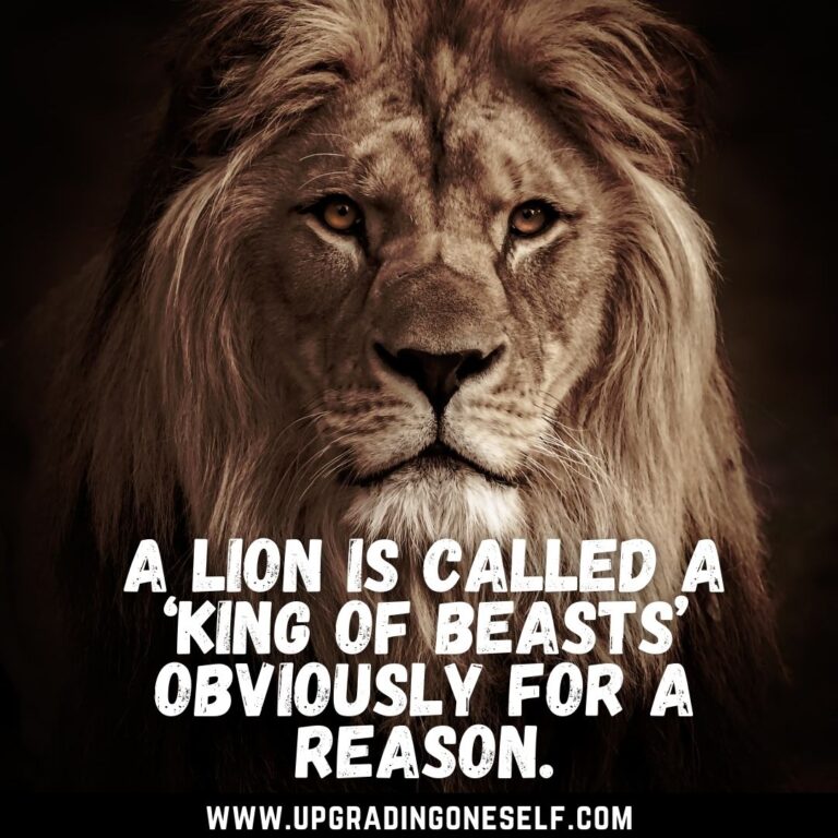 Top 20 Badass Attitude Quotes About Lion For A Dose Of Motivation