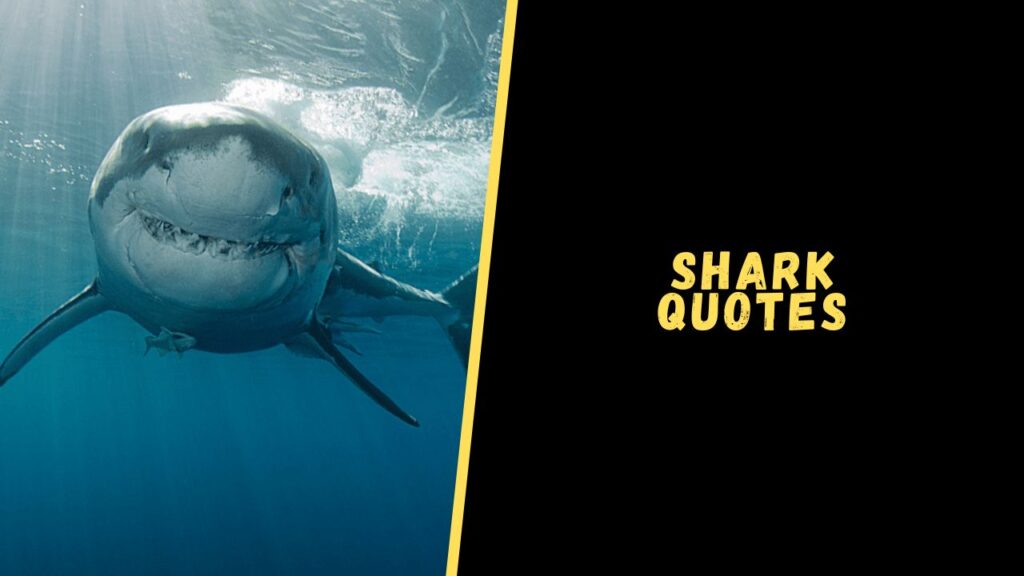 shark quotes