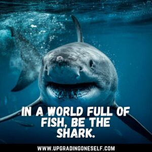 shark quote