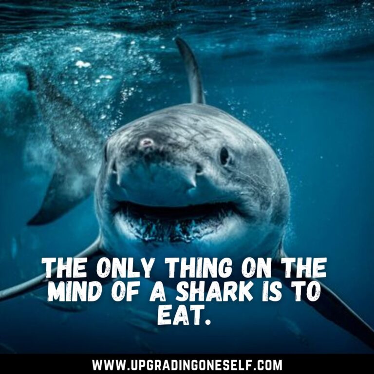 Top 15 Best Quotes About Shark To Blow Your Mind